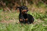 PINSCHER NAIN 081